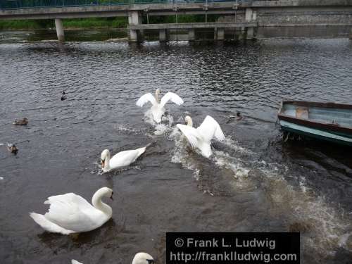 Swan Chase